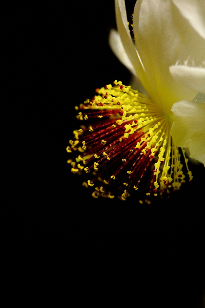 Blüten-Feuerwerk