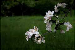 Blüten - Frühling - Heuschnupfen.....