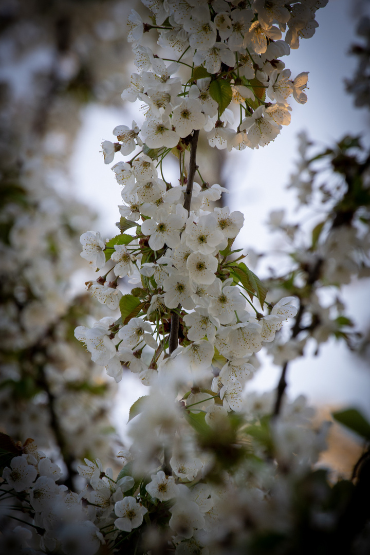 Blüten Frühling Kirschbaum