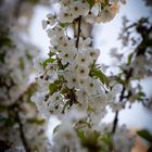 Blüten Frühling Kirschbaum