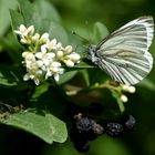 Blüten für Alle