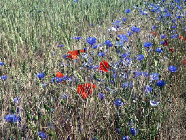 Blüten für Carola