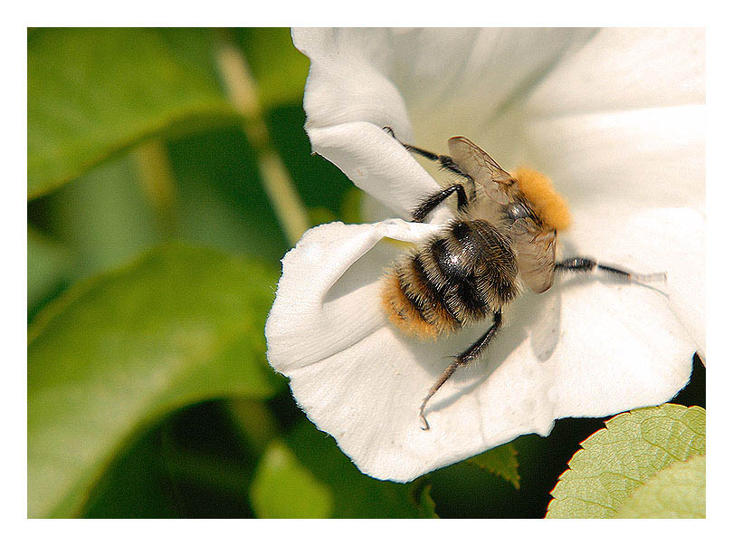 Blüten für Tier und Mensch