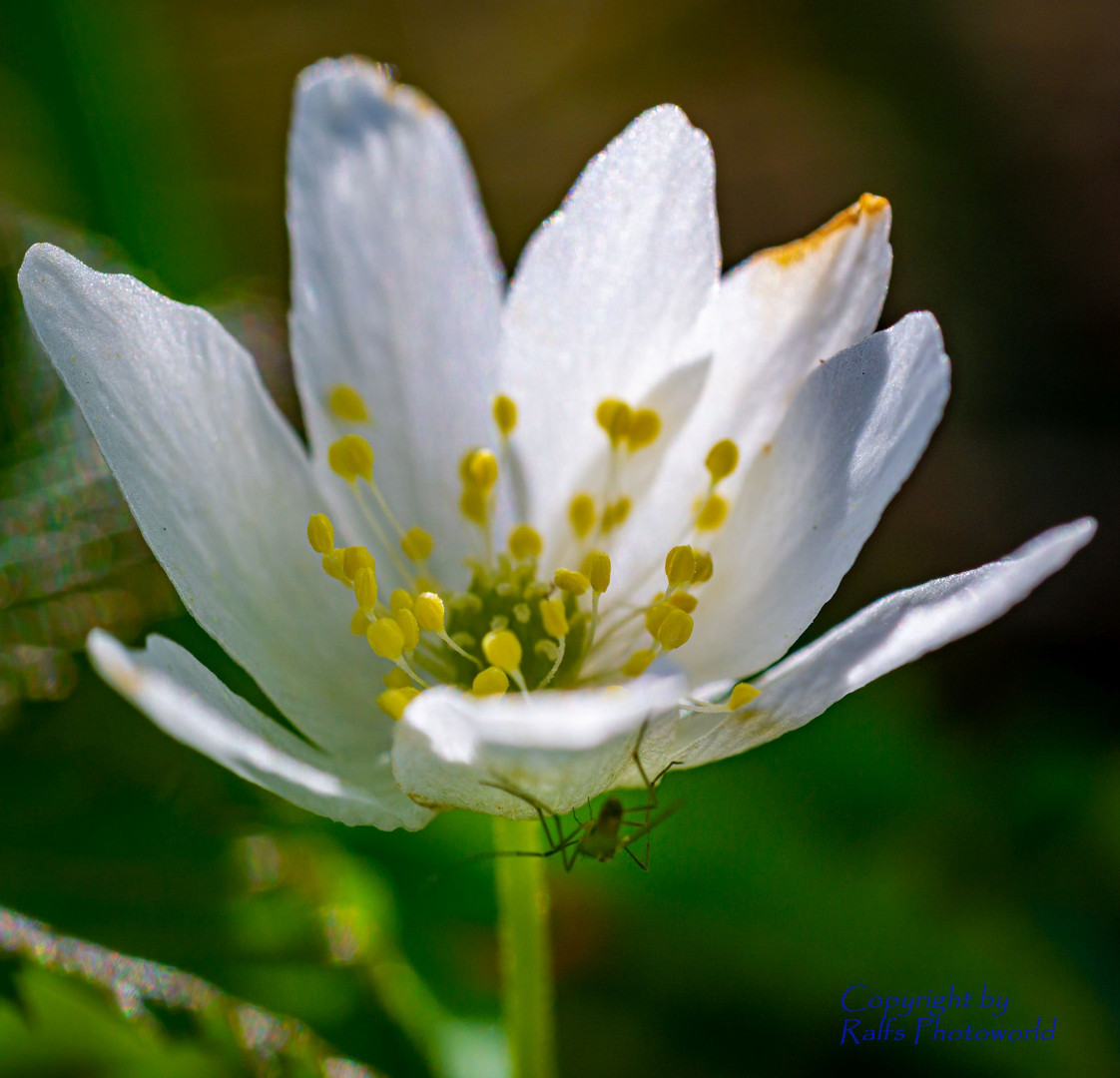 Blüten ganz nah