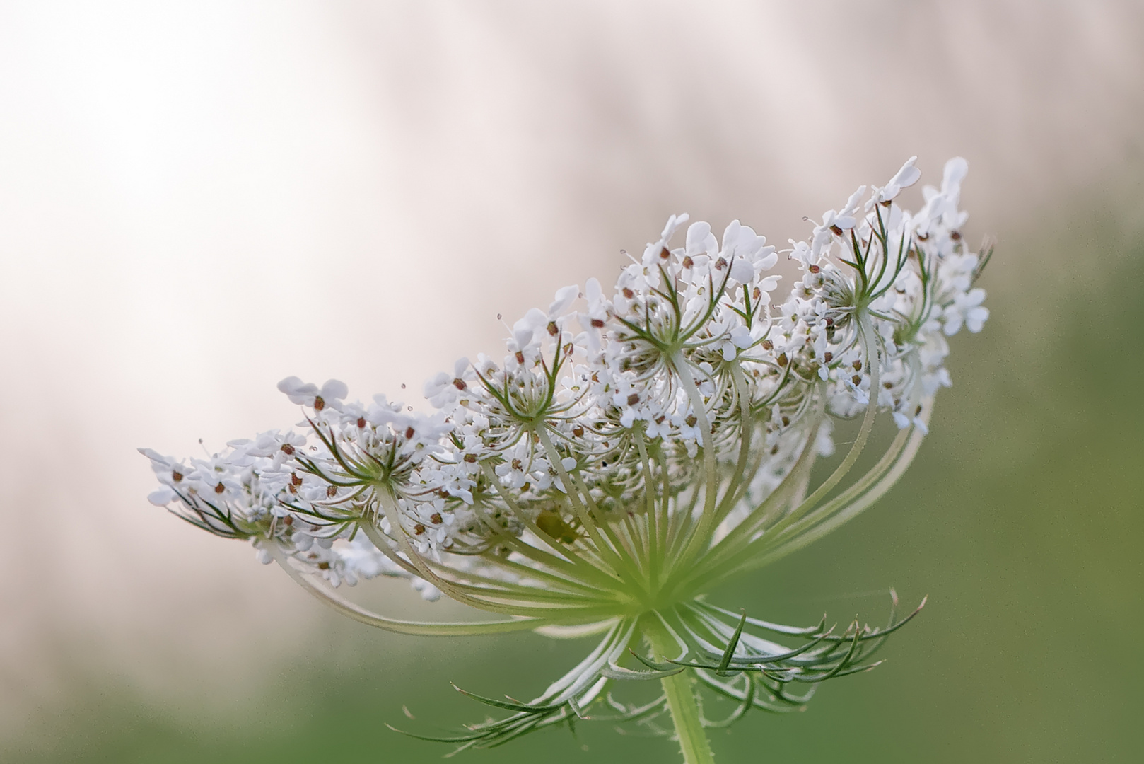 Blüten-Geflüster