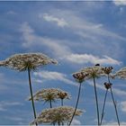 Blüten gegen den Himmel