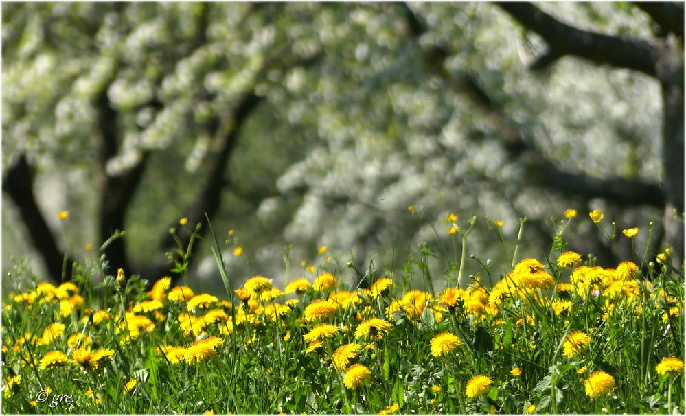 Blüten Gelb/Weiß Foto & Bild frühling, april, natur Bilder auf