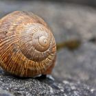 Blüten gesucht, Schnecke gefunden