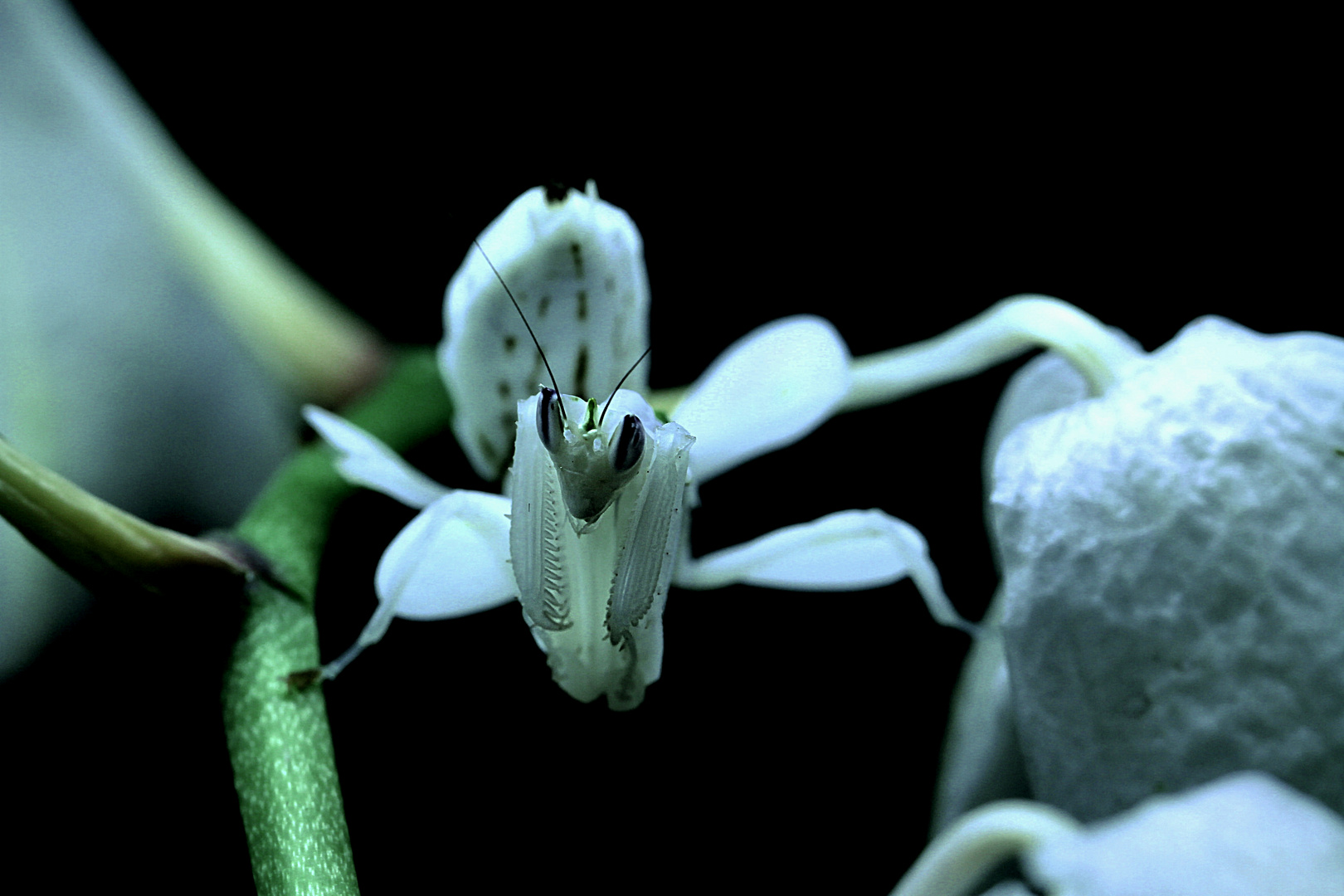 Blüten Gotesanbeterin