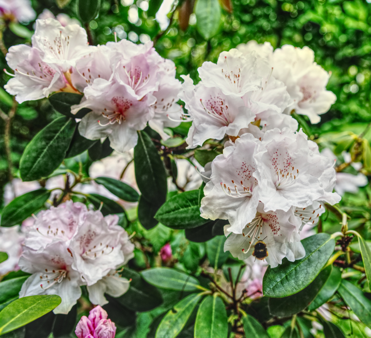 Blüten Gruss