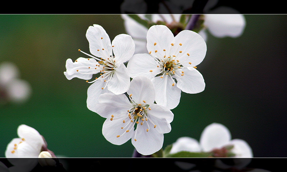 Blüten halt