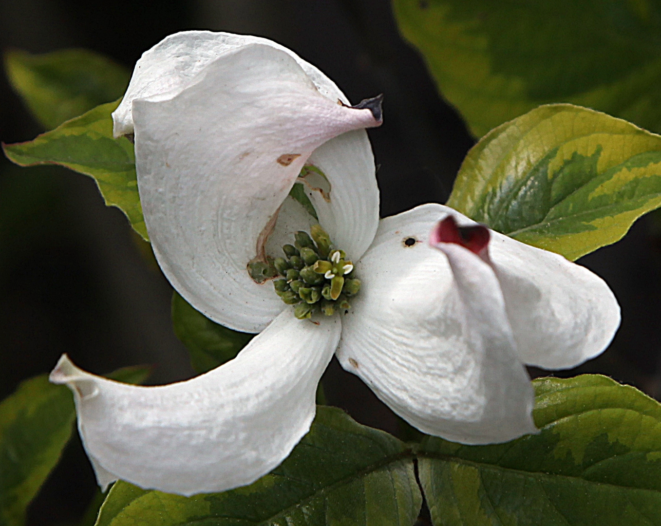 Blüten-Hartriegel