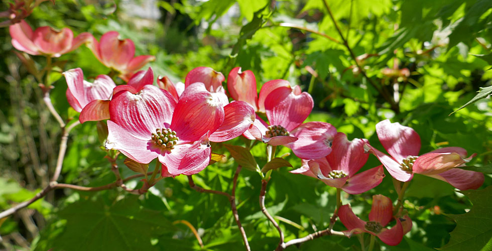 BlütenHartriegel Foto & Bild pflanzen, pilze & flechten, sträucher