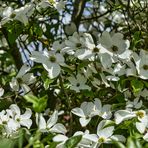 Blüten-Hartriegel