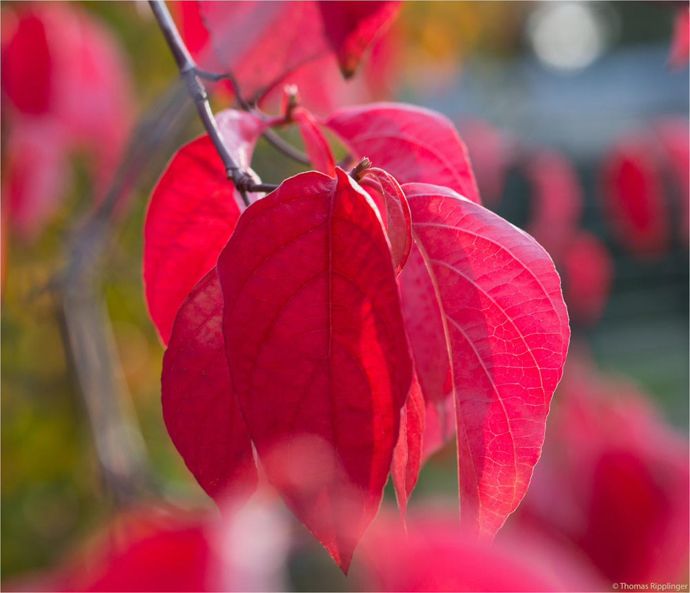 Blüten-Hartriegel (Cornus florida)