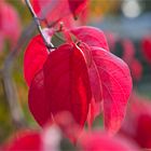 Blüten-Hartriegel (Cornus florida)