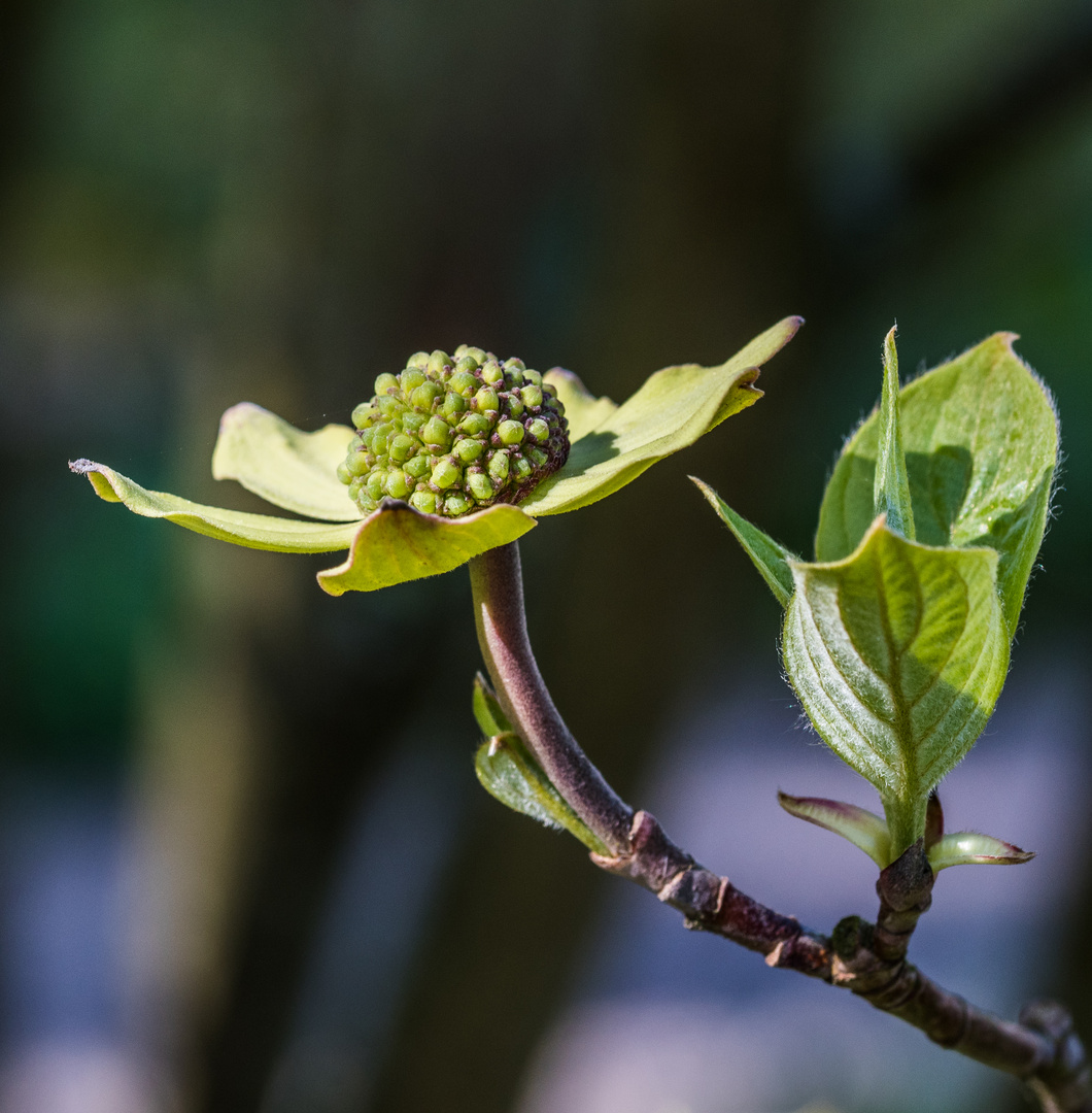 Blüten-Hartriegel