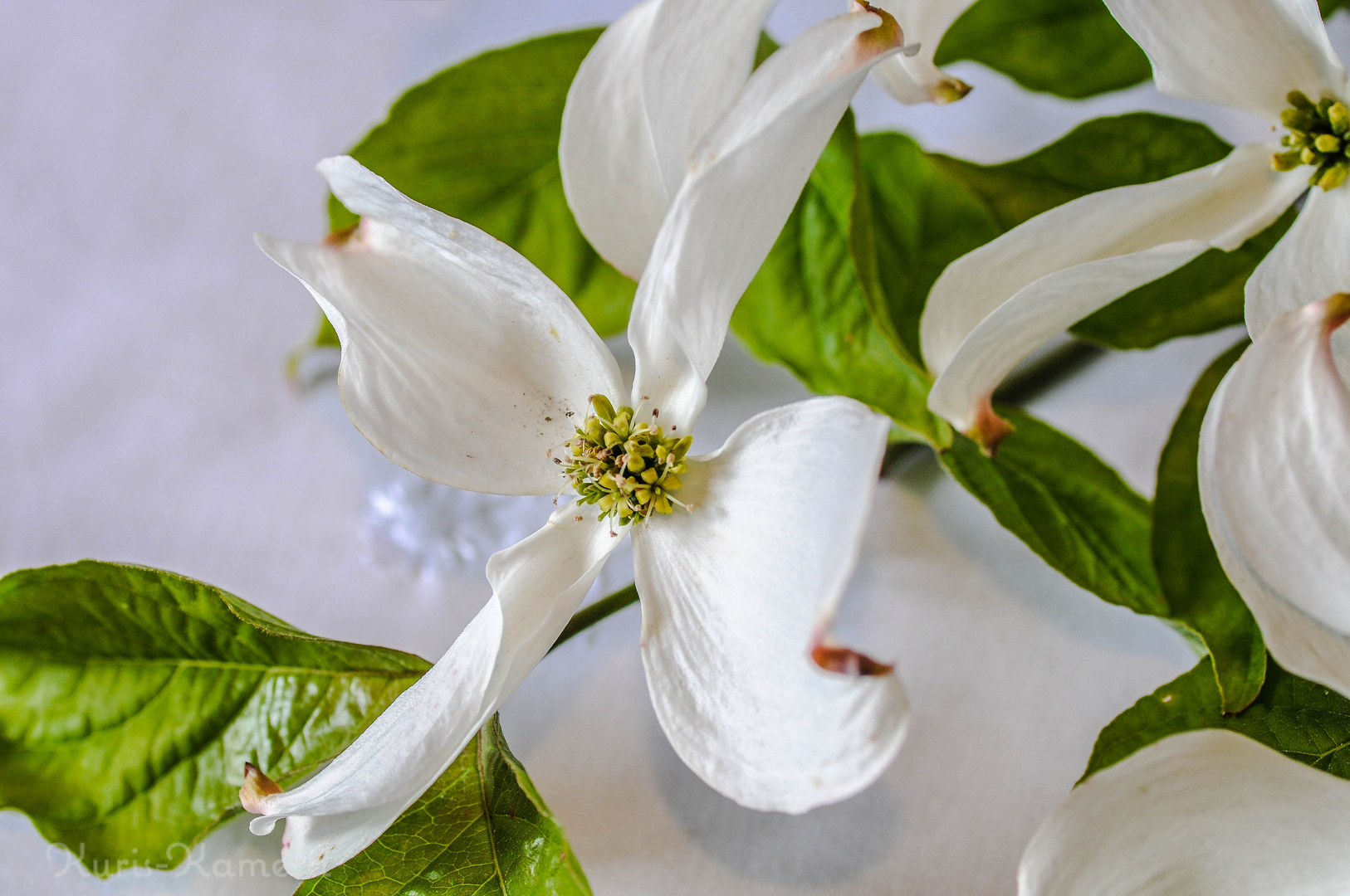 Blüten-Hartriegel – Floridas blühende Schmetterlinge