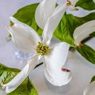 Blüten-Hartriegel – Floridas blühende Schmetterlinge