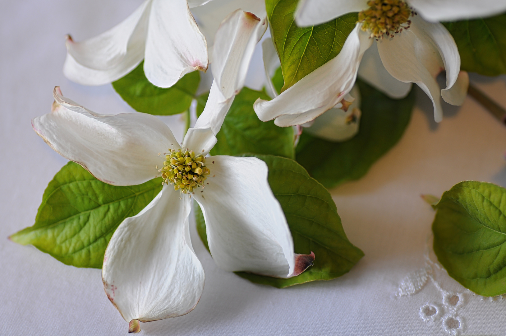 Blüten-Hartriegel – Floridas blühende Schmetterlinge (I)