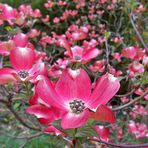 Blüten-Hartriegel in meinem Garten