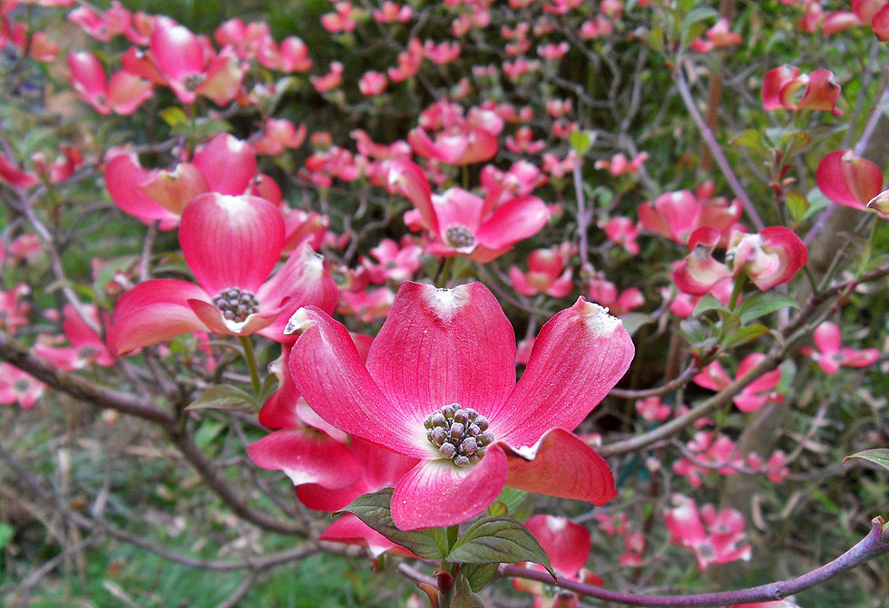 Blüten-Hartriegel in meinem Garten