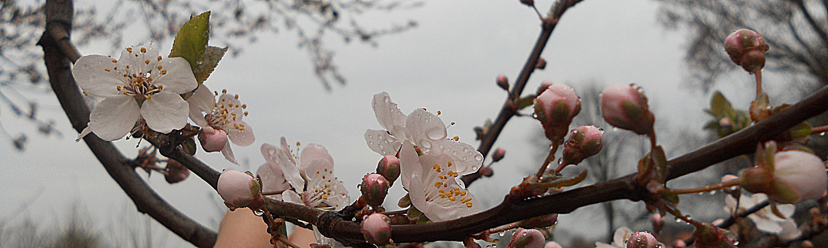 Blüten (Herz)