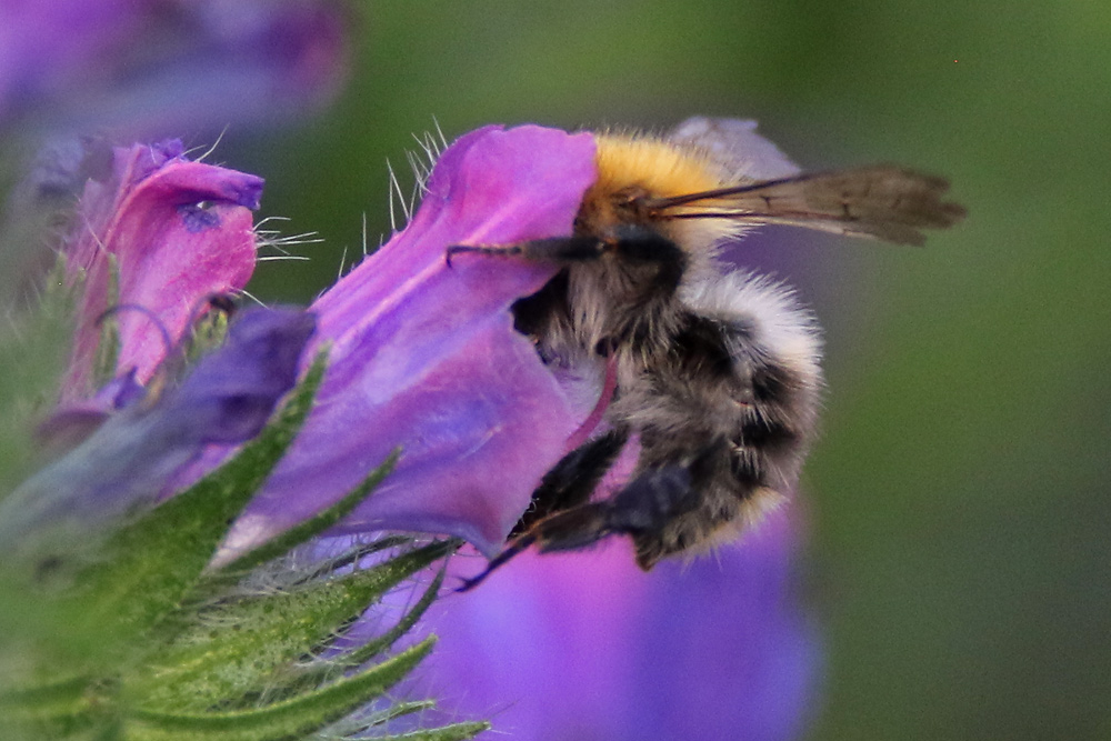 "Blüten-Hummel"