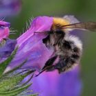 "Blüten-Hummel"