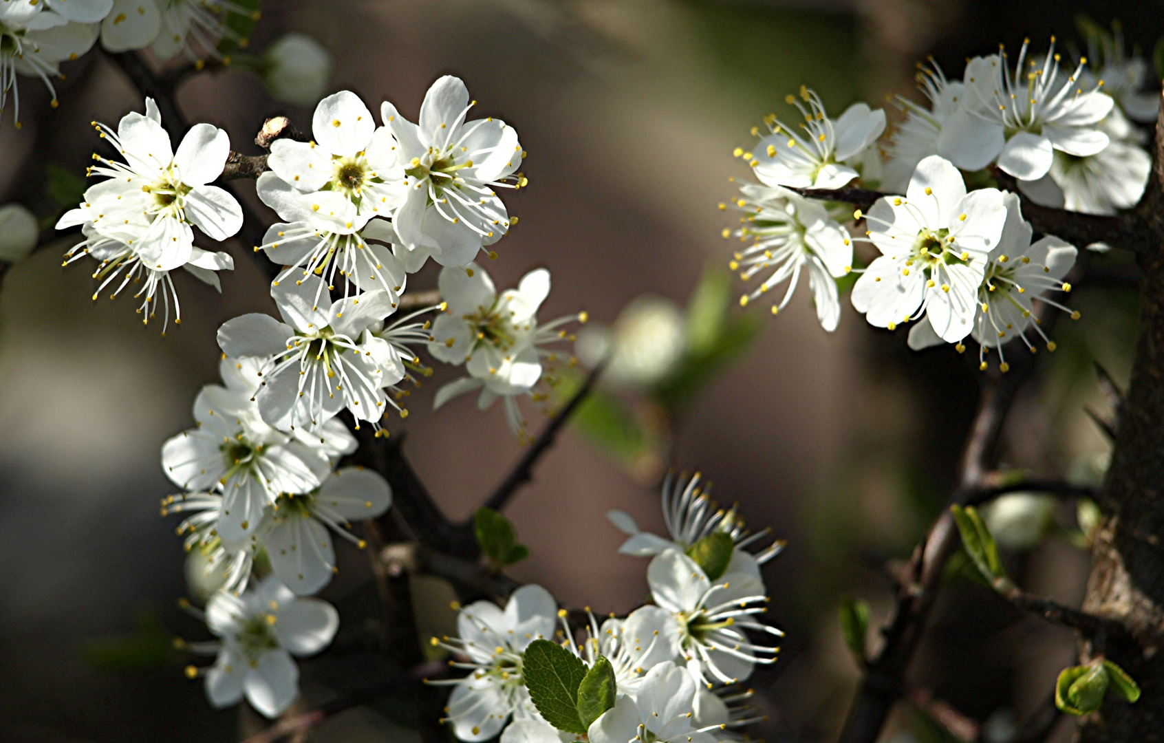 Blüten I....