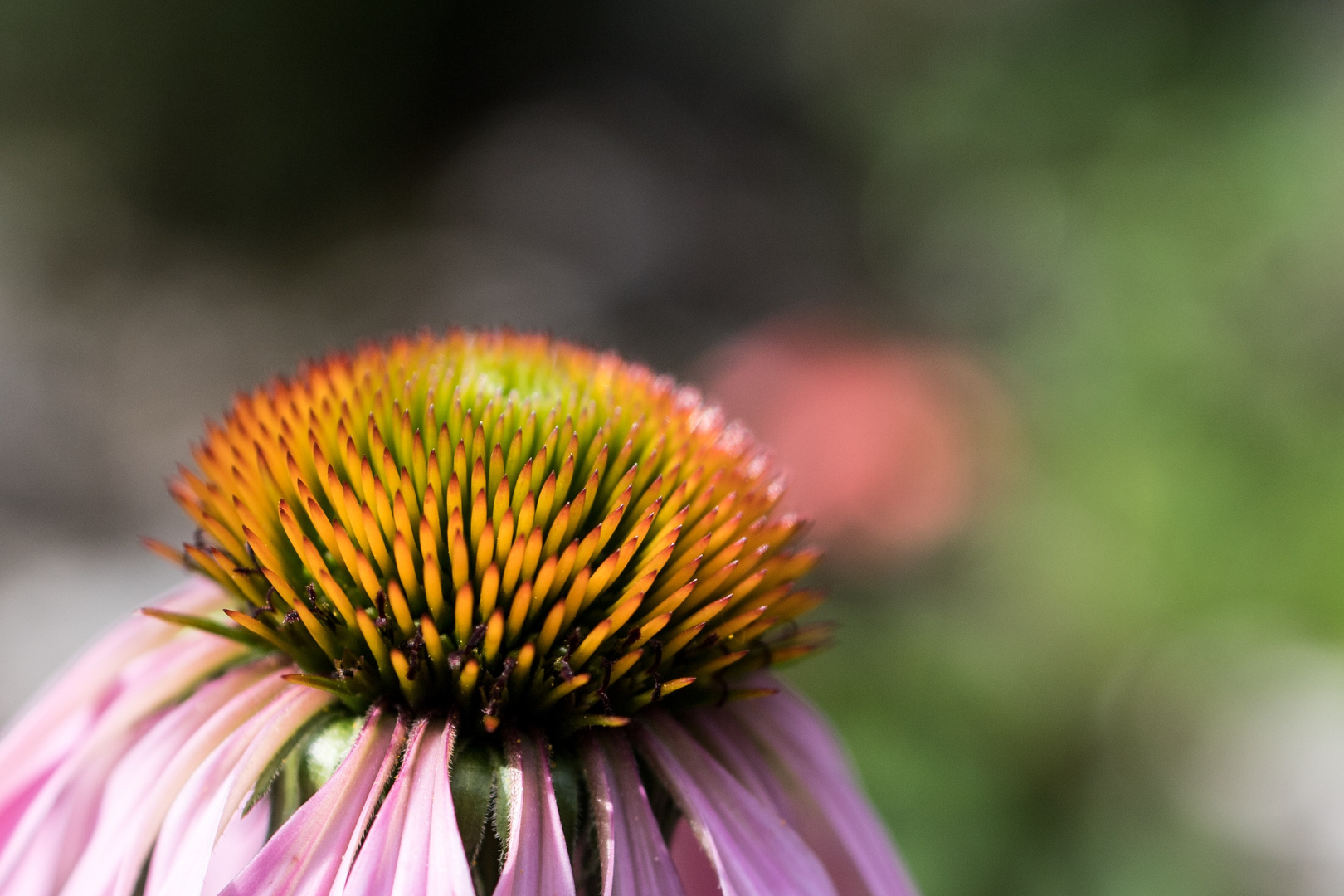 Blüten-Igel