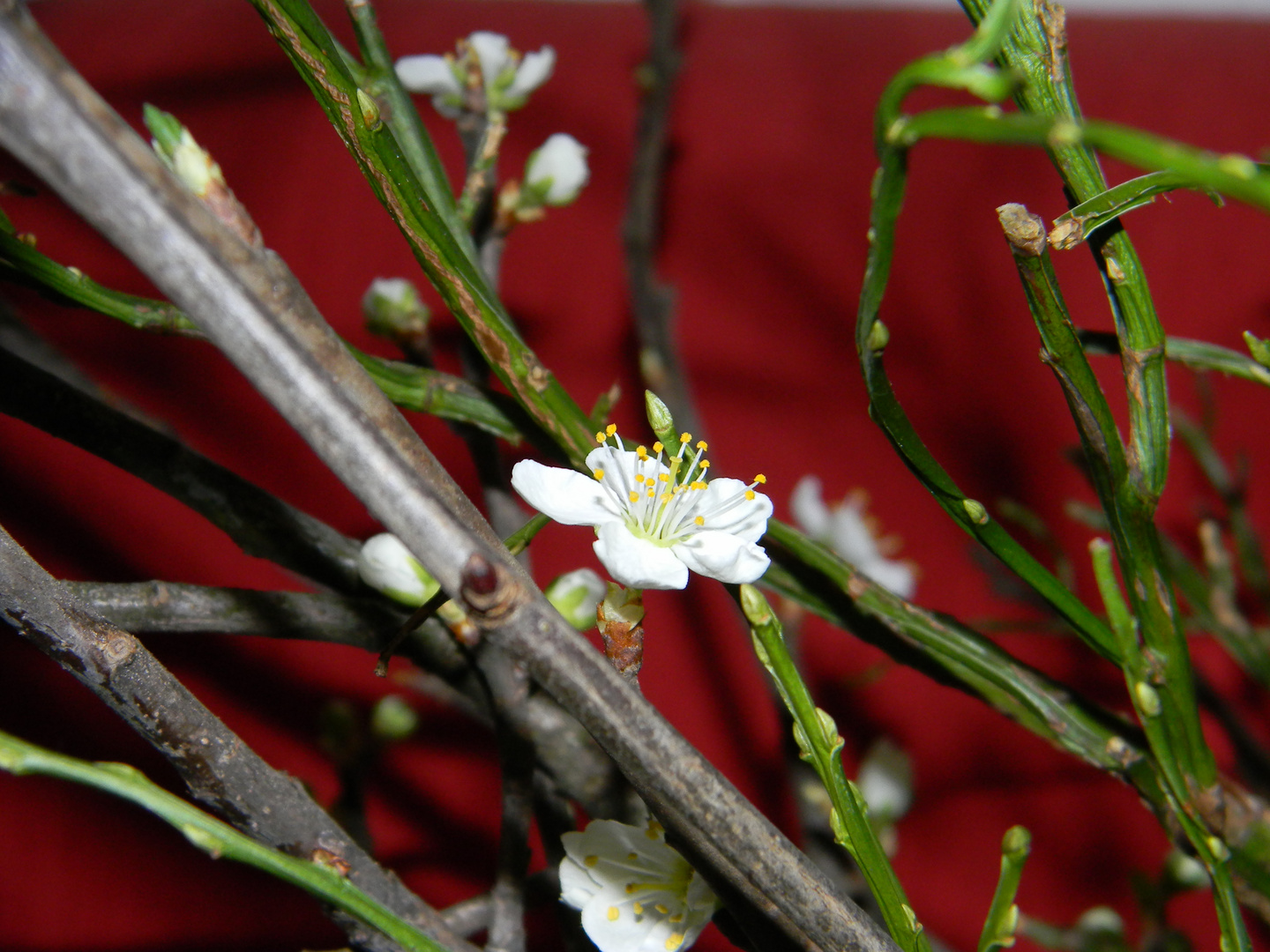 Blüten-Ikebana