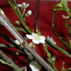 Blüten-Ikebana