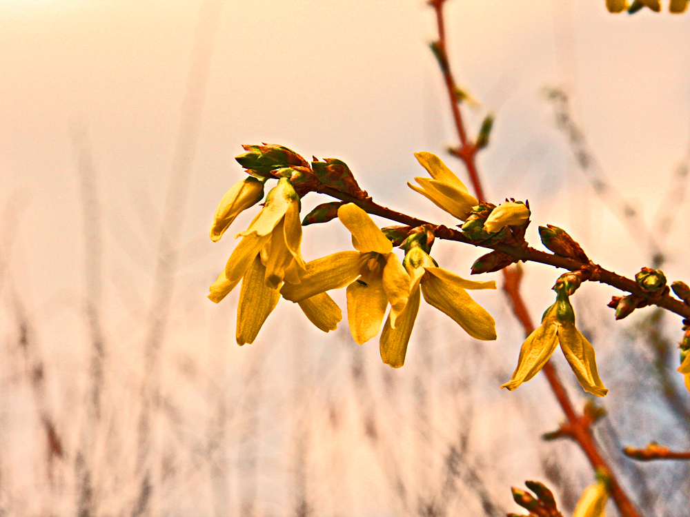 Blüten im Abendlicht