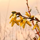 Blüten im Abendlicht