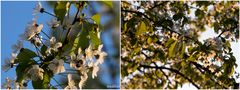 Blüten im Abendlicht