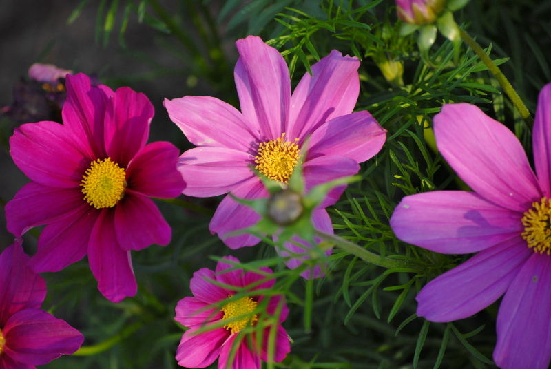 Blüten im Abendlicht