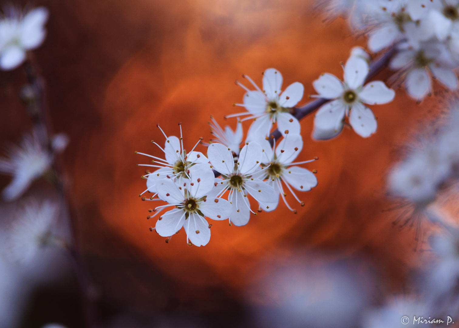 Blüten im Abendlicht