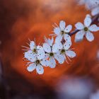 Blüten im Abendlicht