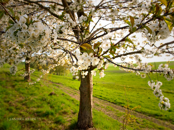 Blüten im Abendlicht