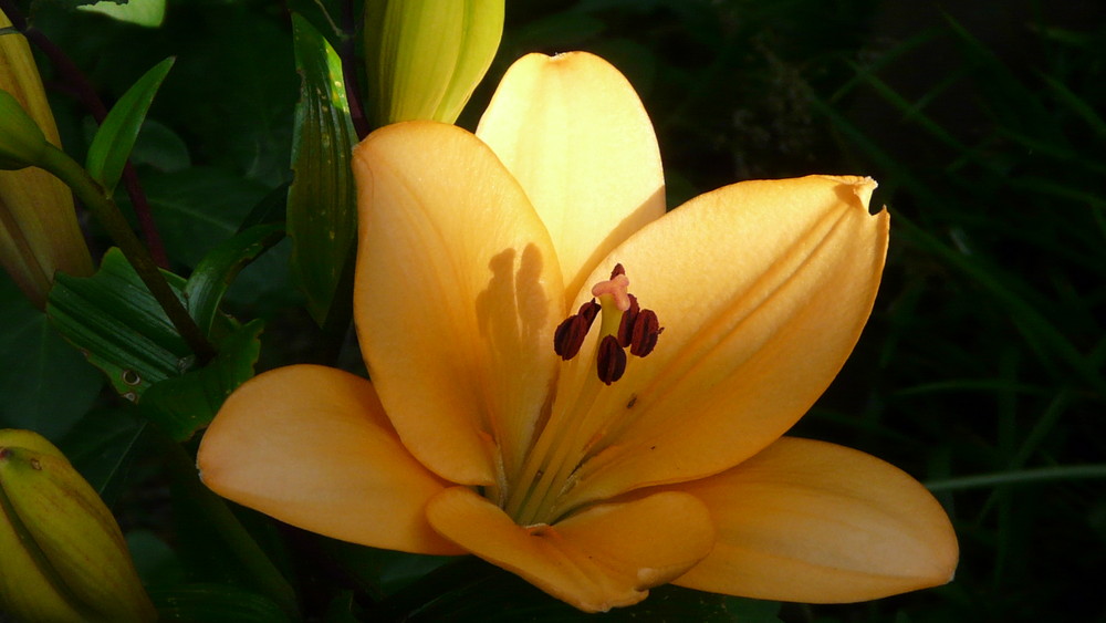 Blüten im Abendsonnenschein