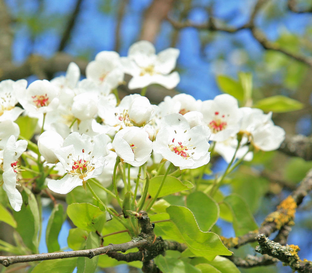 Blüten im Aemtlerländer Frühling