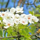 Blüten im Aemtlerländer Frühling