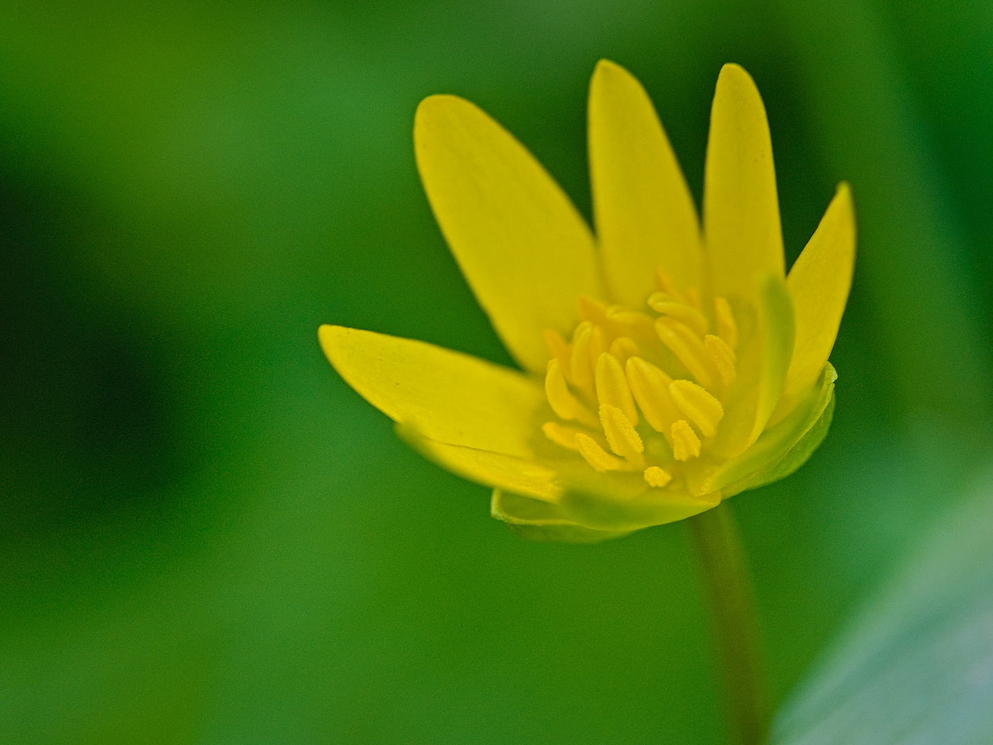 Blüten im April