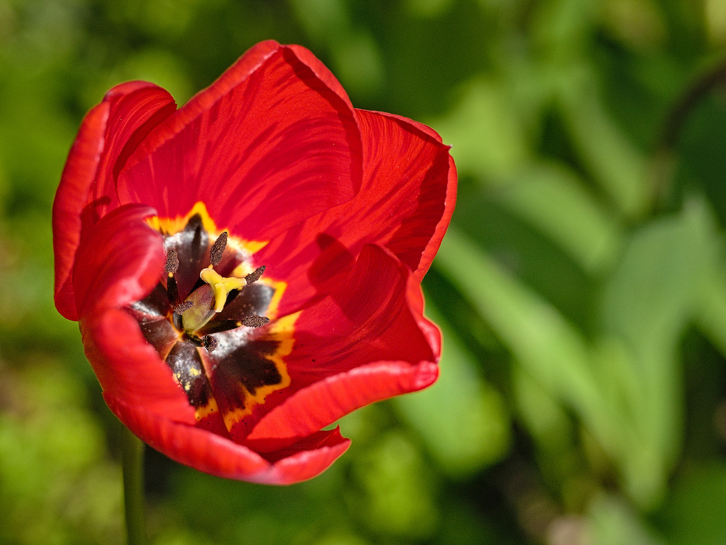 Blüten im April