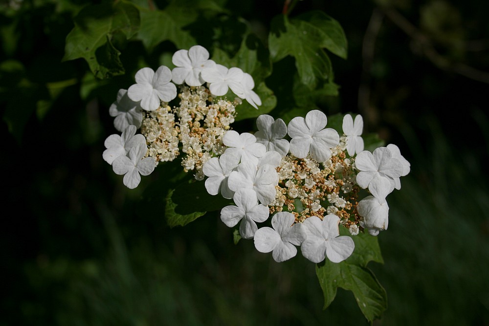 Blüten im April