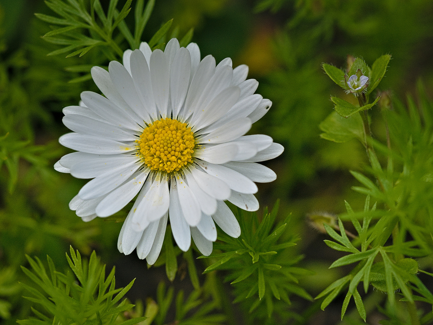 Blüten im April