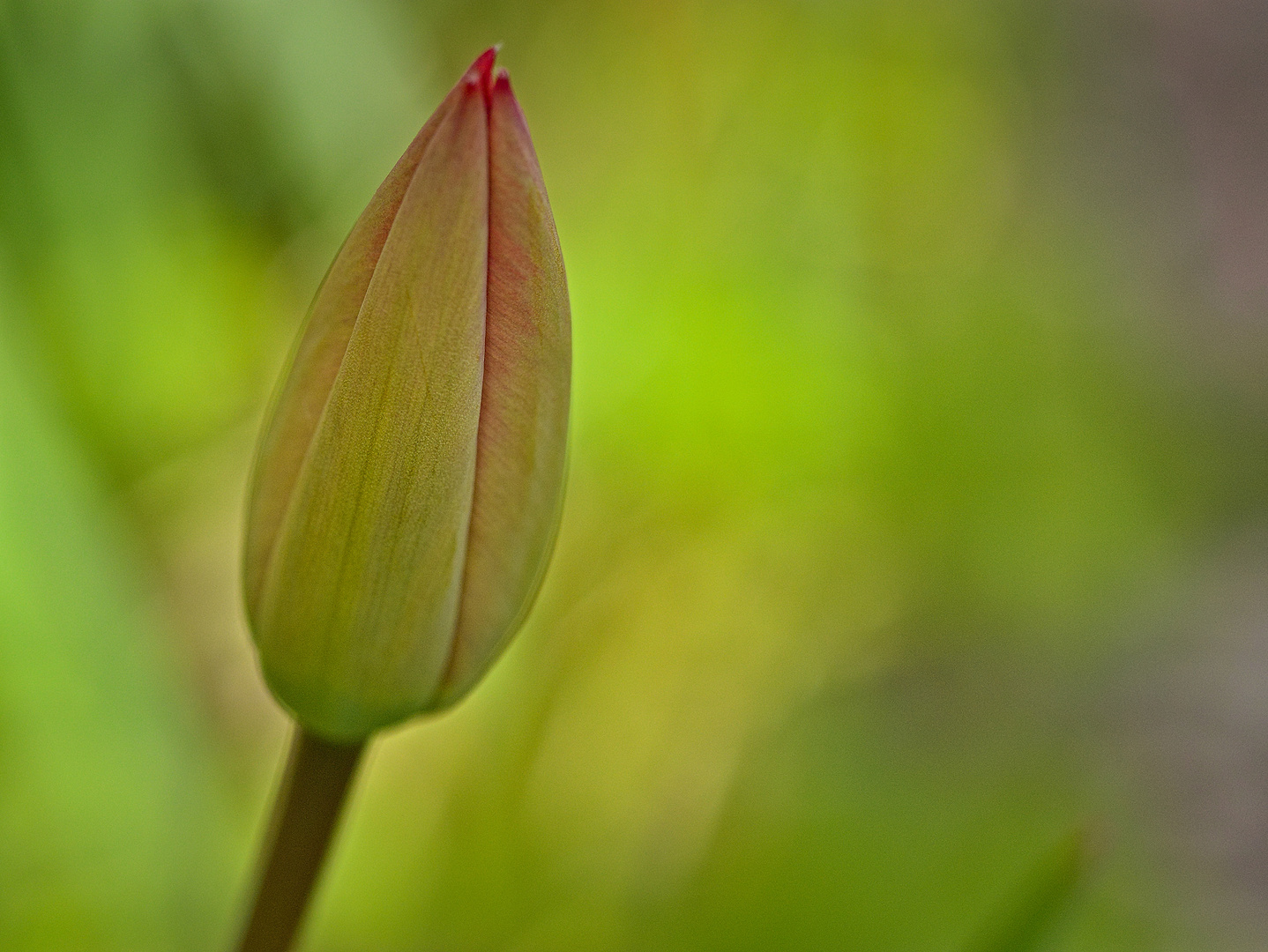 Blüten im April