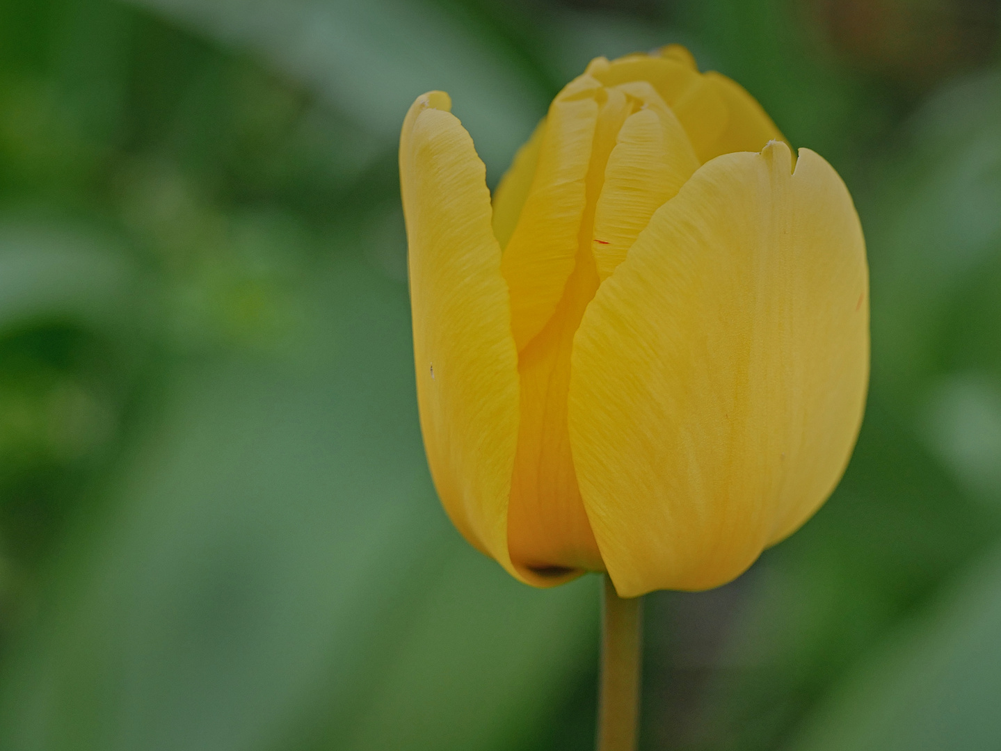 Blüten im April