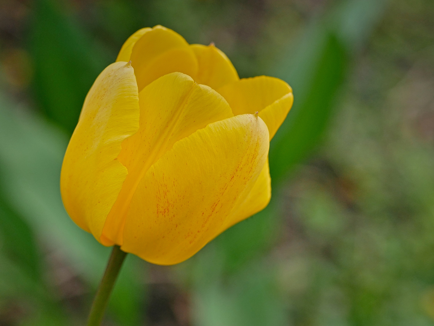 Blüten im April